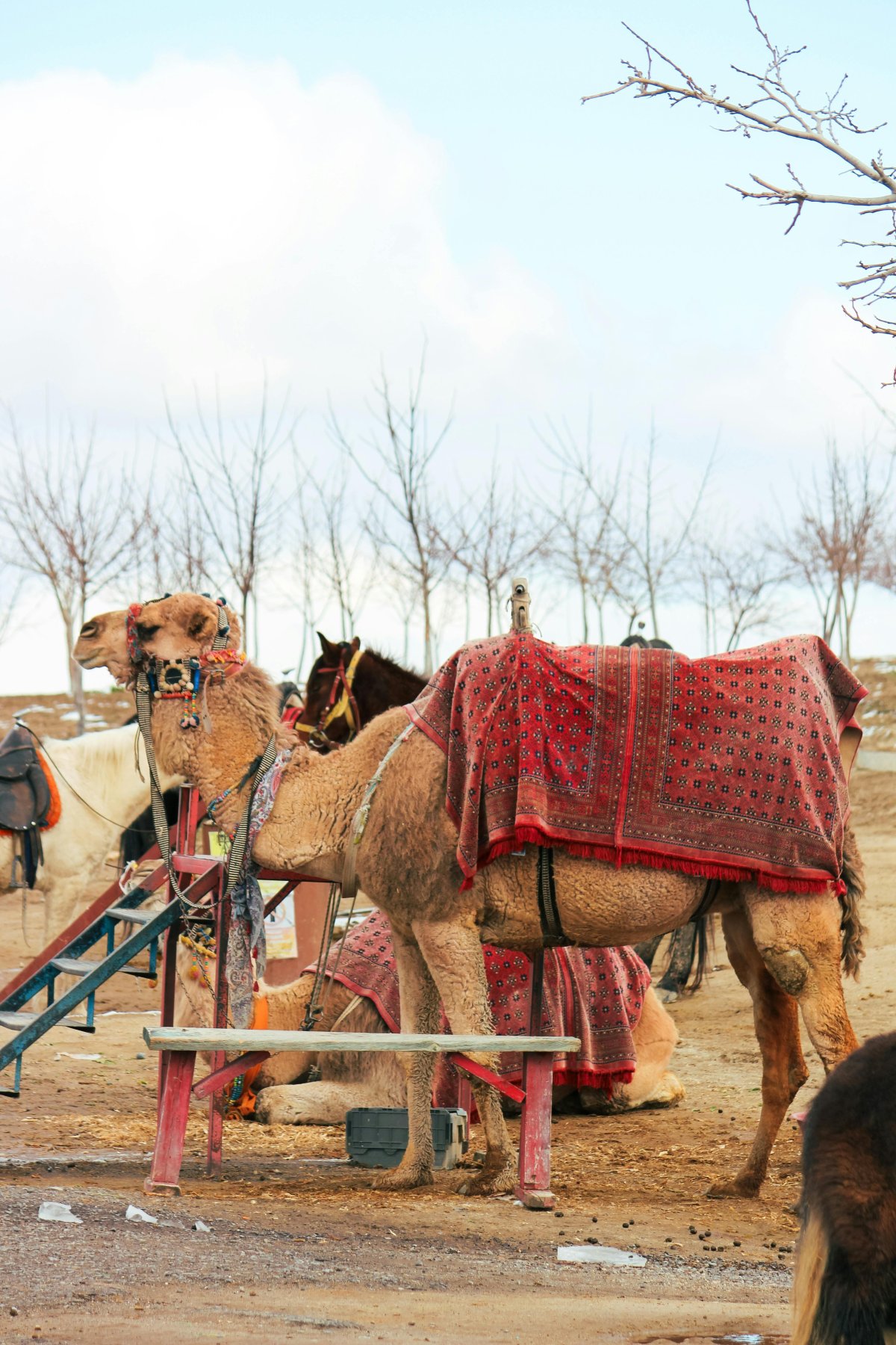 Cappadocia Camel Riding Tour