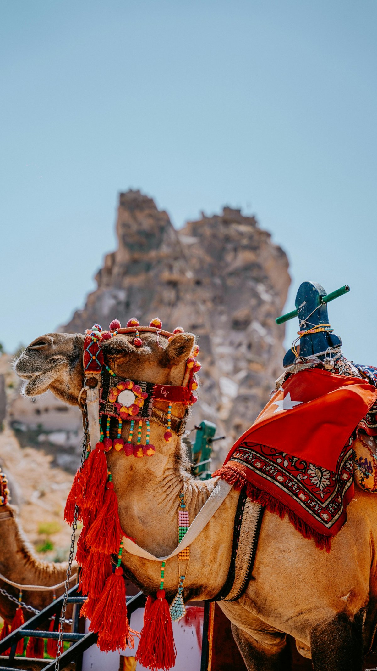 Cappadocia Camel Riding Tour