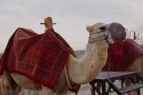 Cappadocia Camel Riding Tour