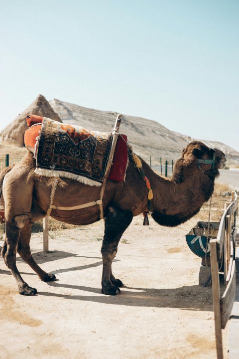 Cappadocia Camel Riding Tour