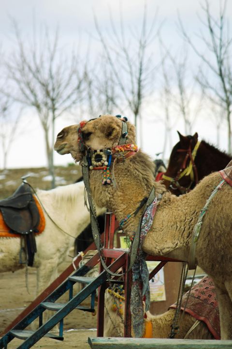 Cappadocia Camel Riding Tour