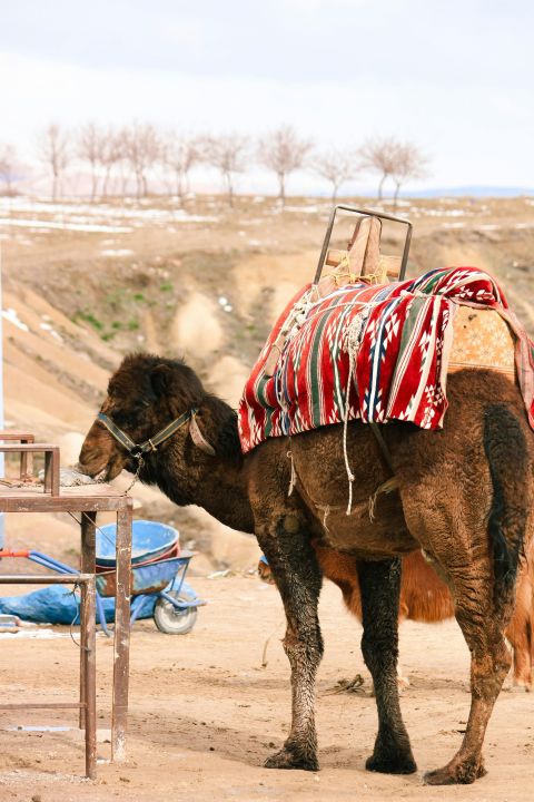 Cappadocia Camel Riding Tour