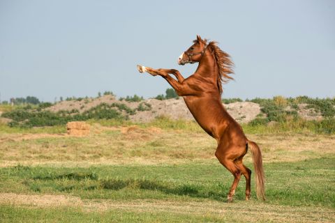Cappadocia Horseback Riding Safari Sunrise or Sunset
